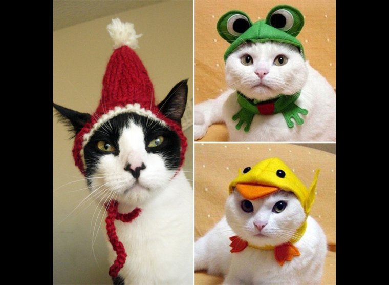 Кот наряженный