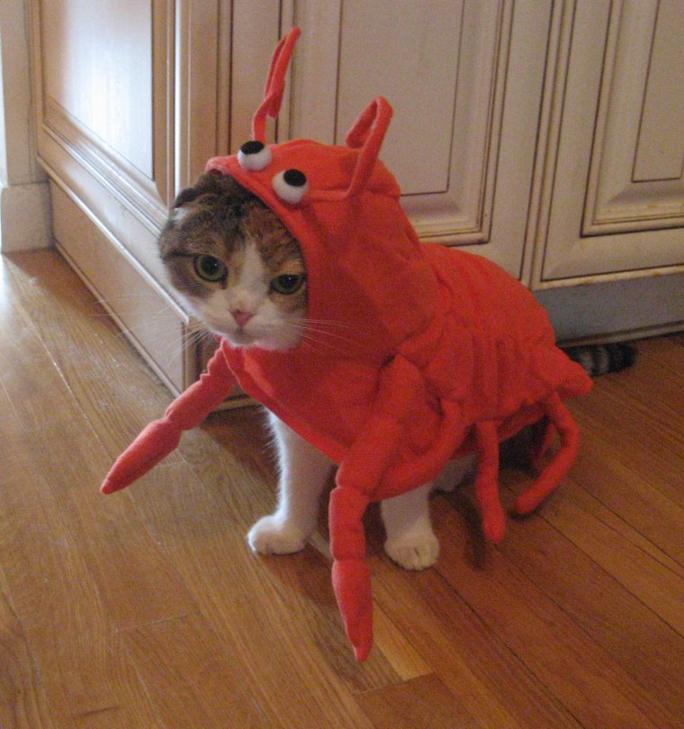 Костюмы для котов смешные