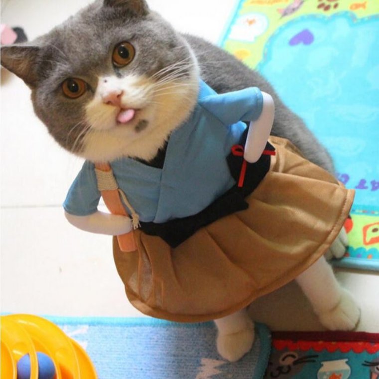 Смешные котята в костюмах