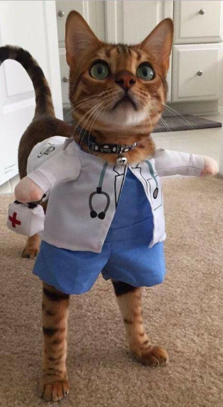 Котики в одежде