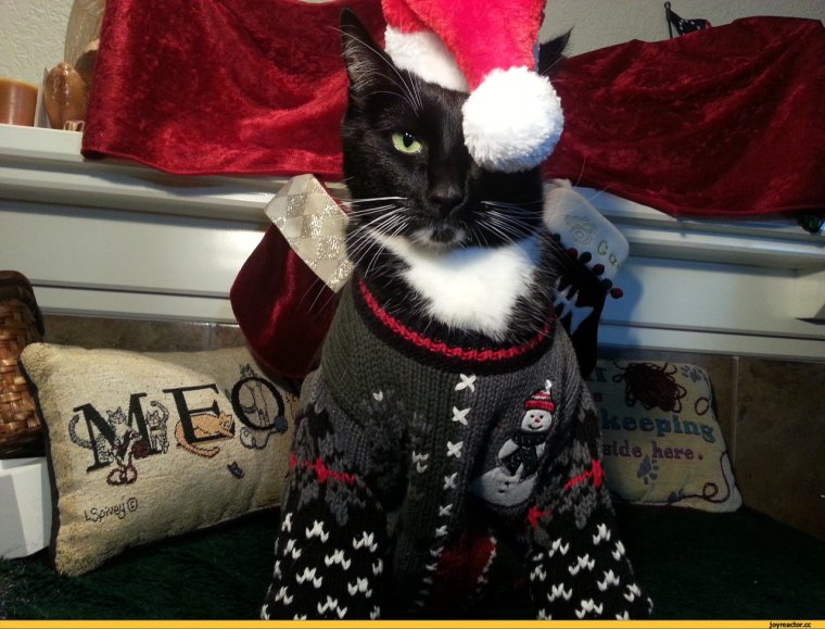 Коты в новогодних костюмах