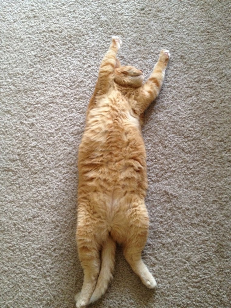 Смешные позы кошек