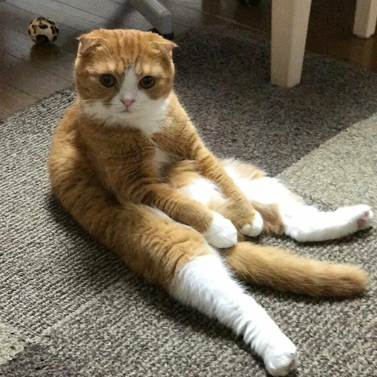 Кот в странной позе