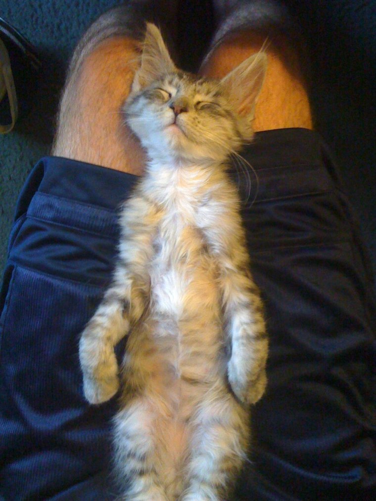 Котики в смешных позах