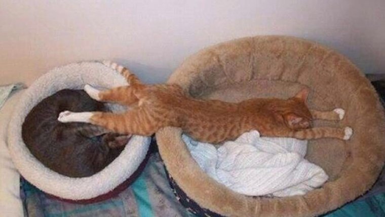 Кот спит в неудобной позе