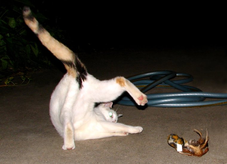 Кошки в странных позах