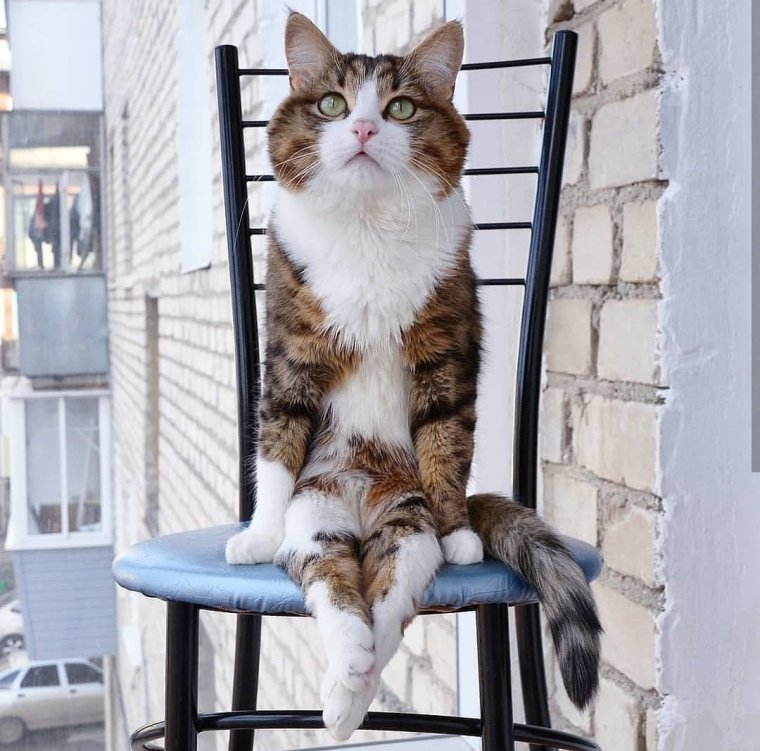 Коты в необычных позах