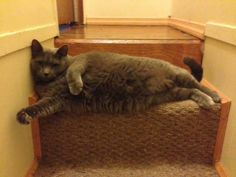 Смешные позы кошек