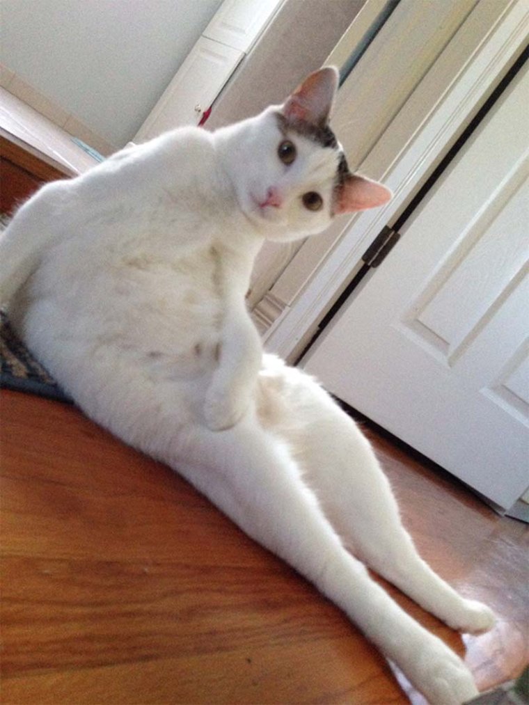 Смешные позы кошек