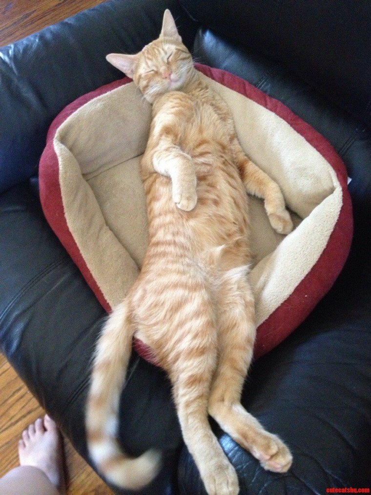 Смешные позы кошек