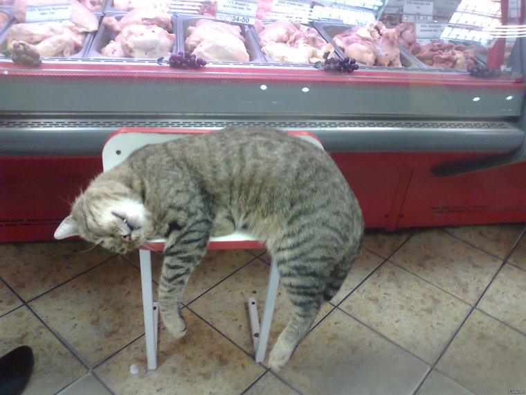 Кошки в необычных местах