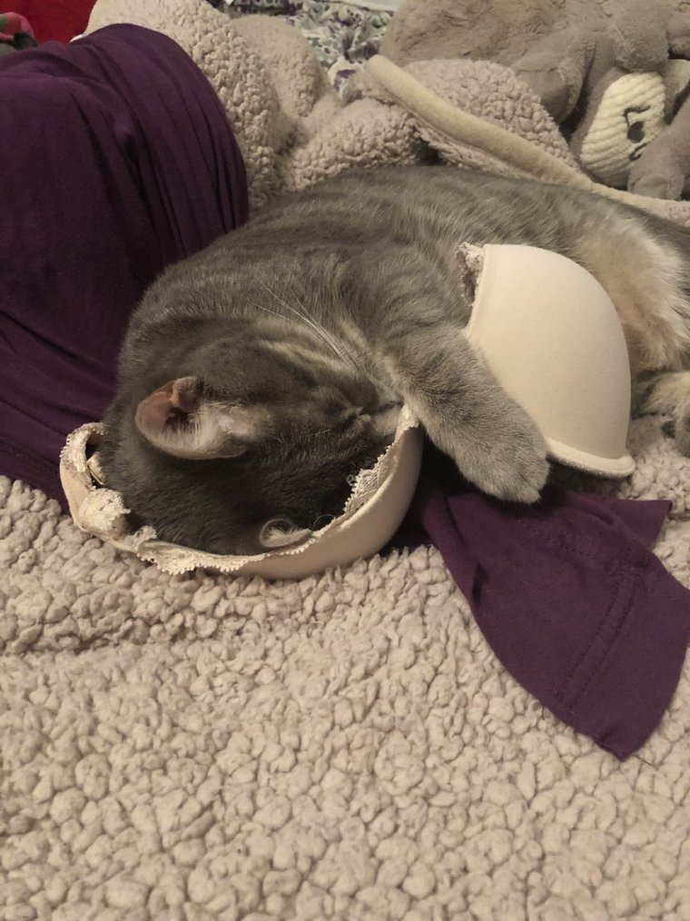 Енотик смешно спит