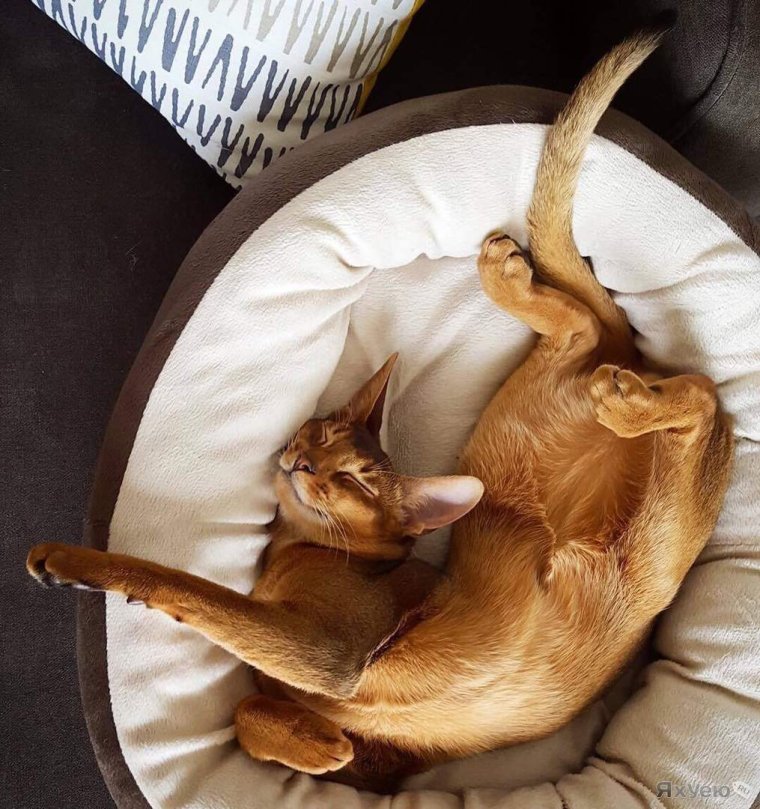 Гибкость кошки