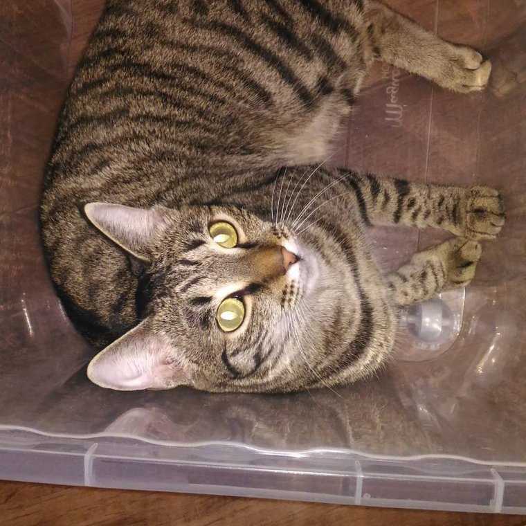 Поза кошки во сне что значит