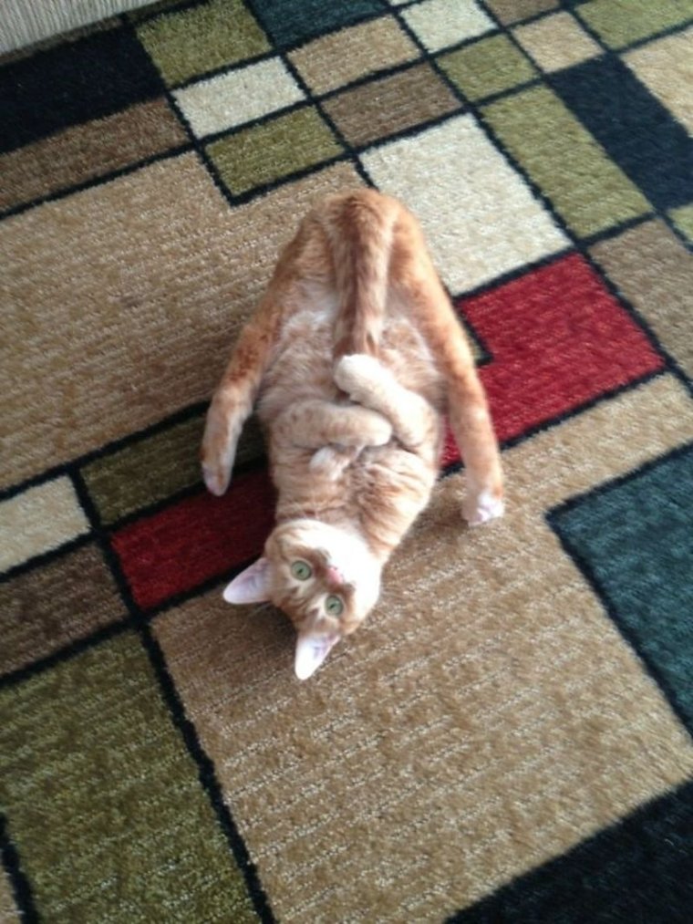 Кот в смешной позе