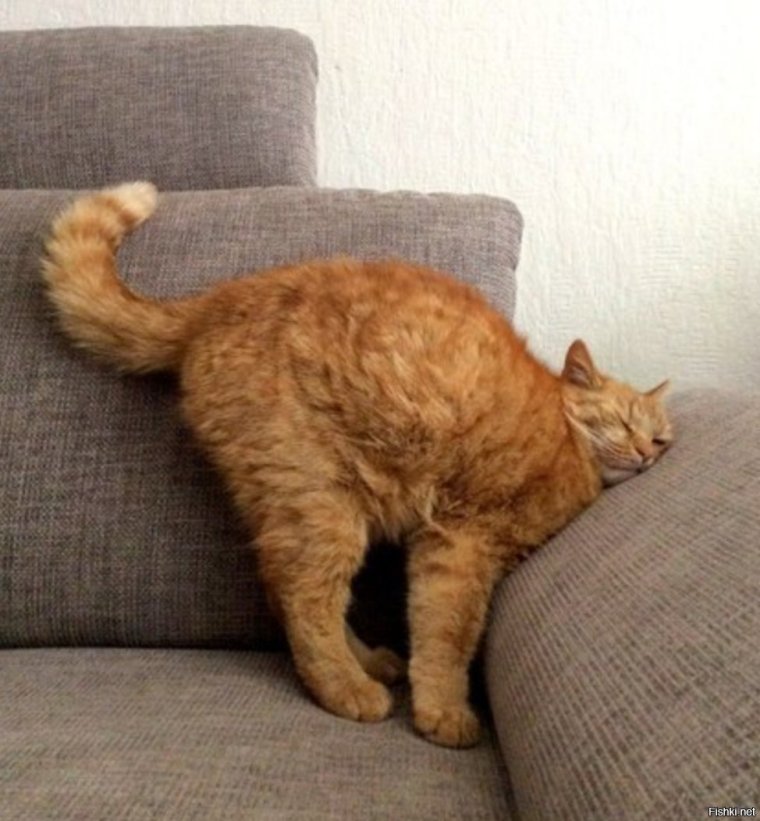 Рыжий кот на диване