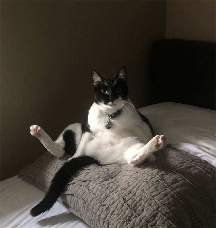 Кошки в странных позах