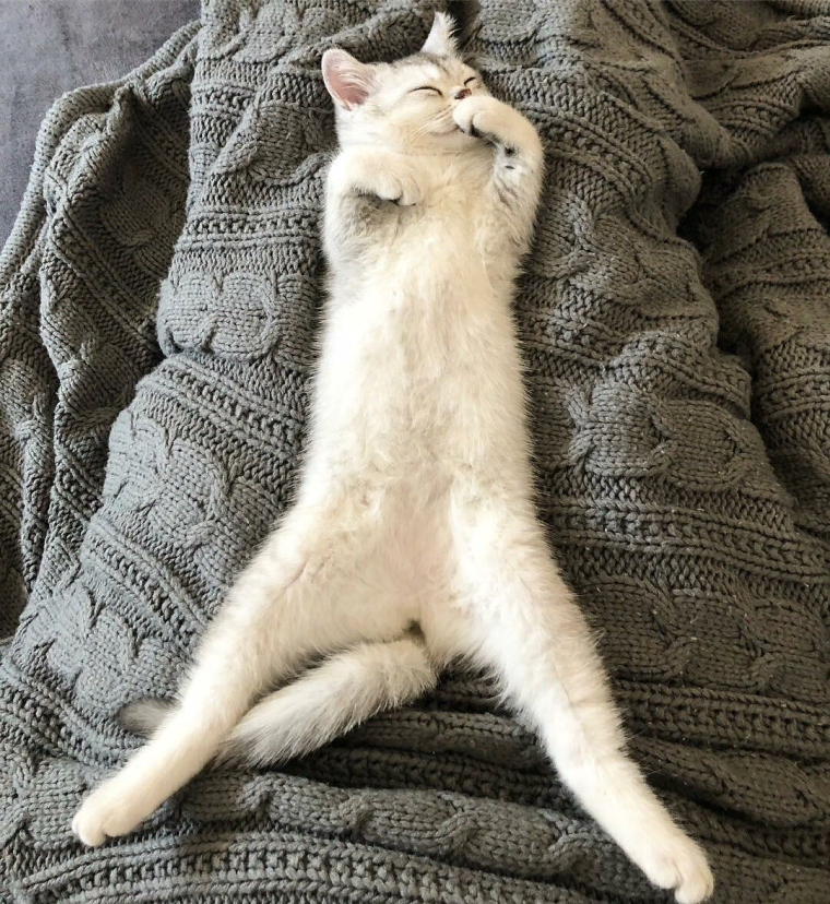 Смешные позы кошек