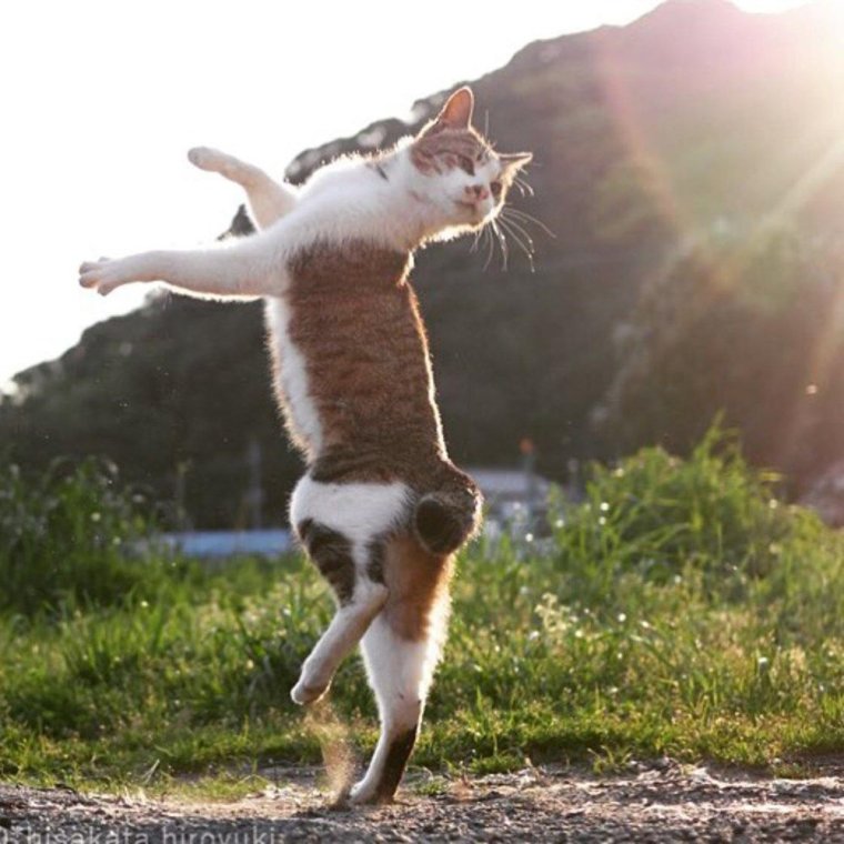 Кот танцует