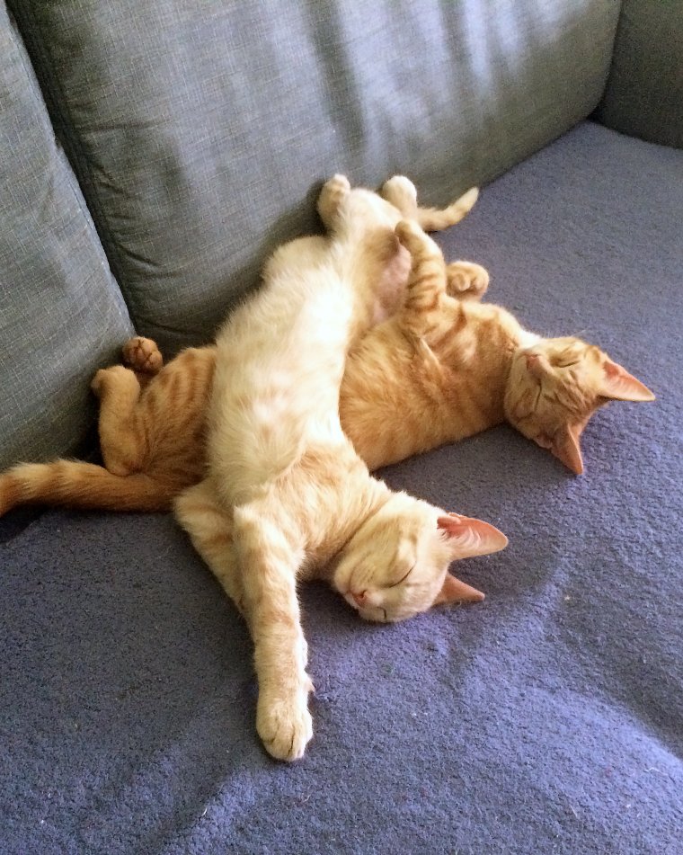 Коты спят друг на друге
