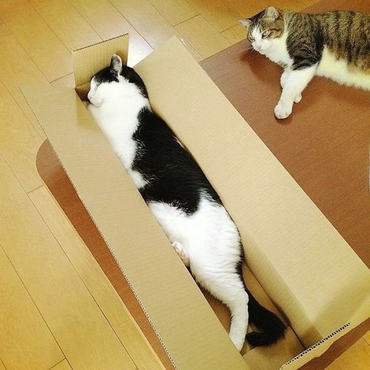 Кошачья гибкость