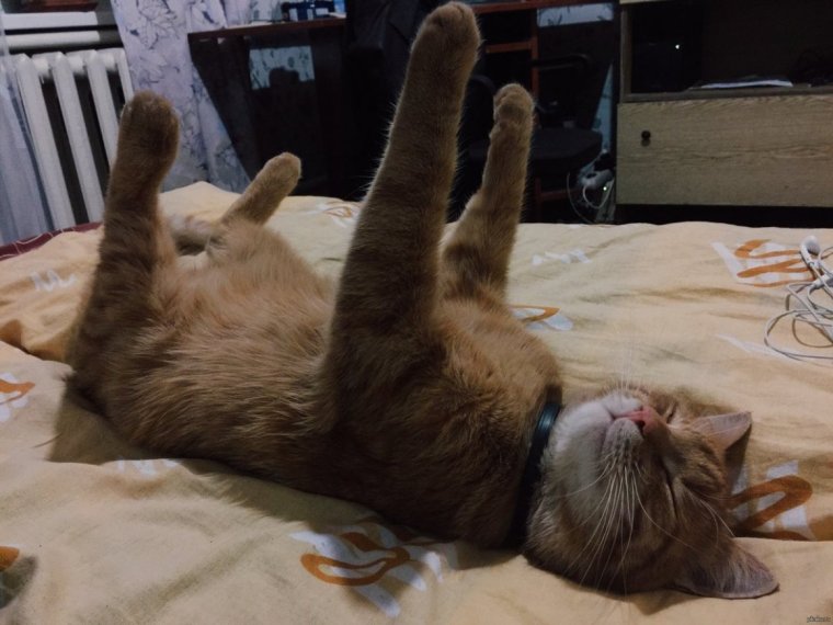 Коты в смешных позах