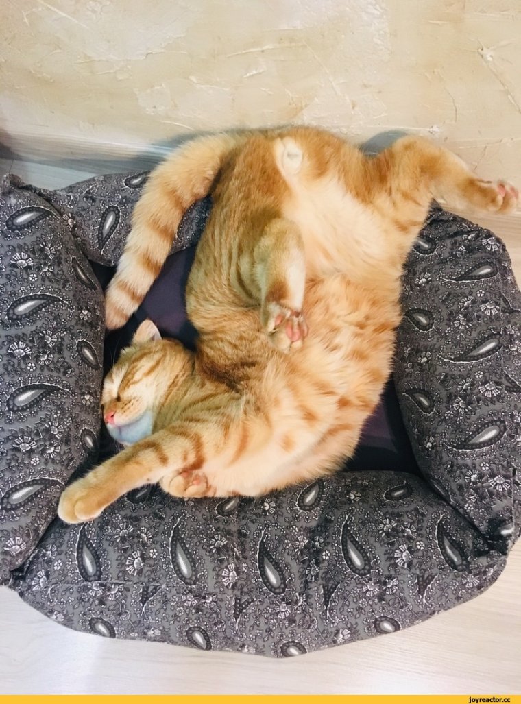 Гибкость кошки