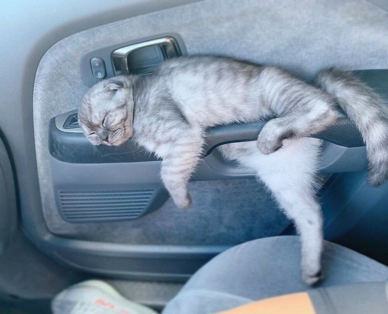 Котята в необычном месте