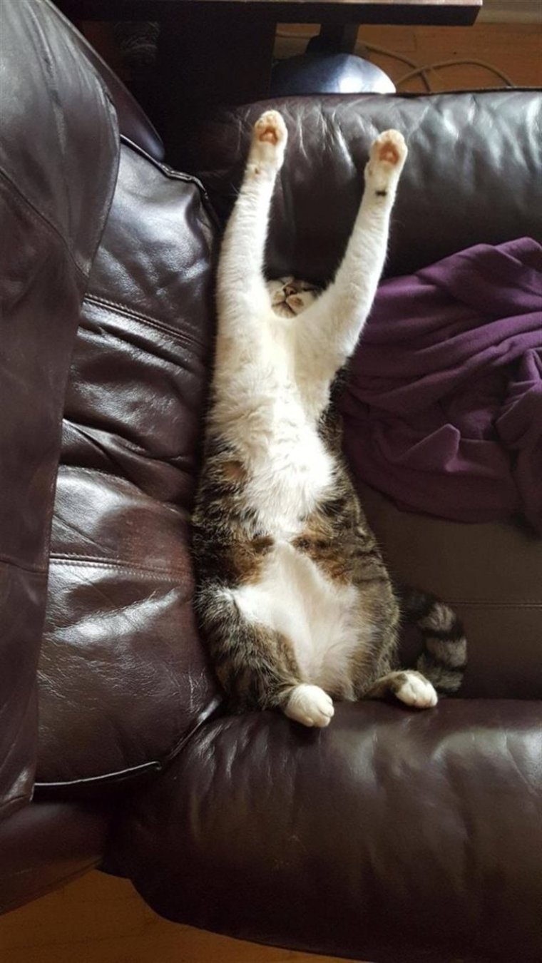 Коты в смешных позах