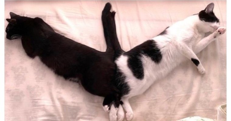 Коты в странных позах