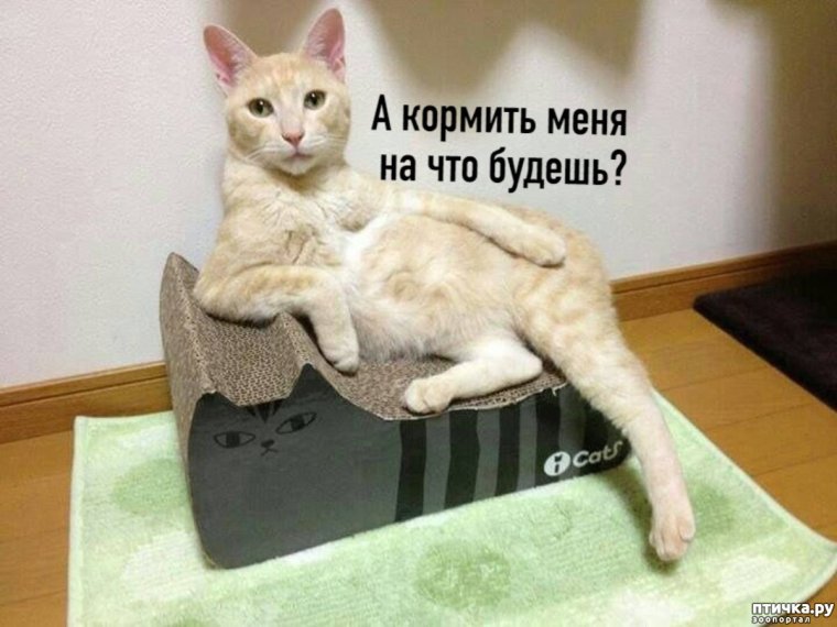 Смешные позы кошек