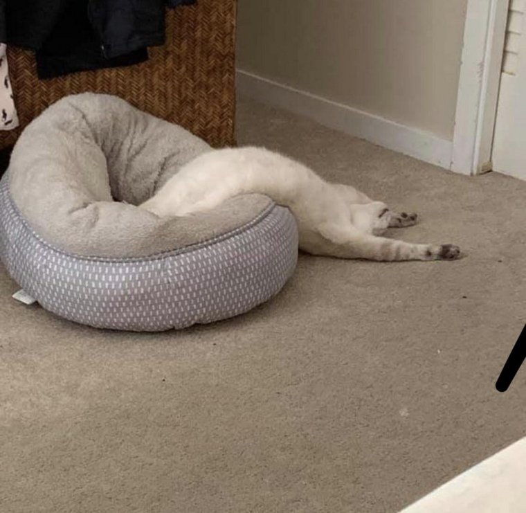 Коты спят в неудобных местах