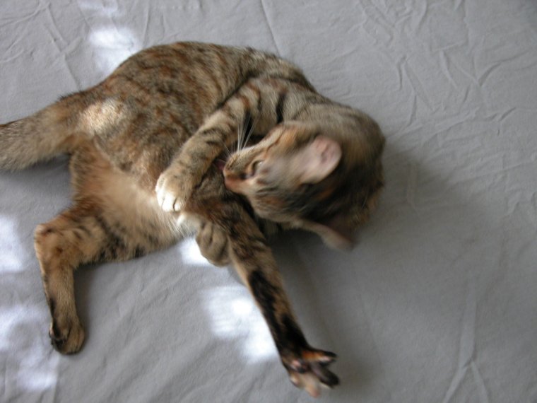 Кошки в странных позах