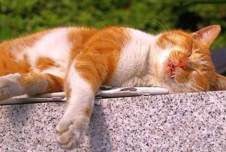 Смешные позы котов