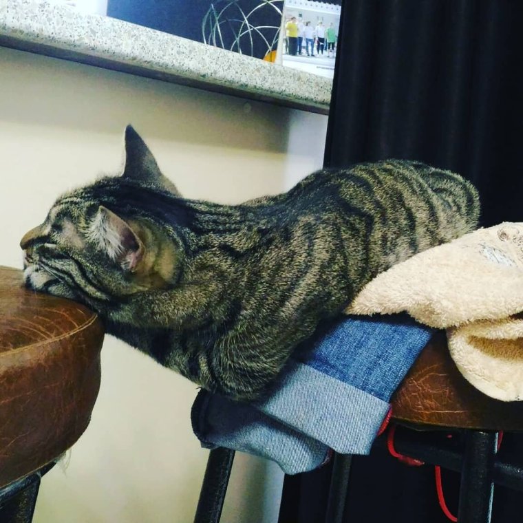 Коты в необычных местах позах