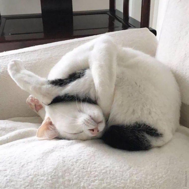 Спящие коты