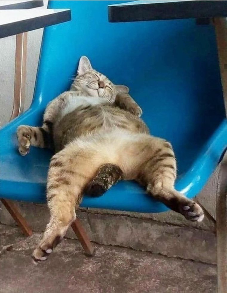 Ленивый кот