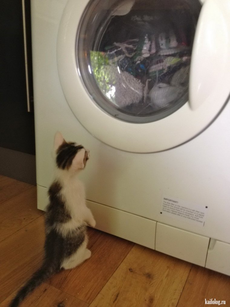 Смешные коты в стиральной машине