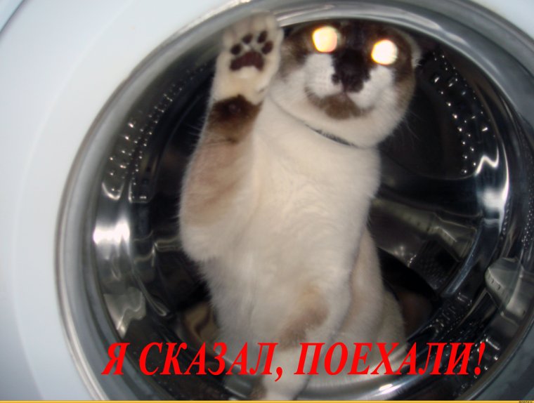 Кот в стиралке прикол