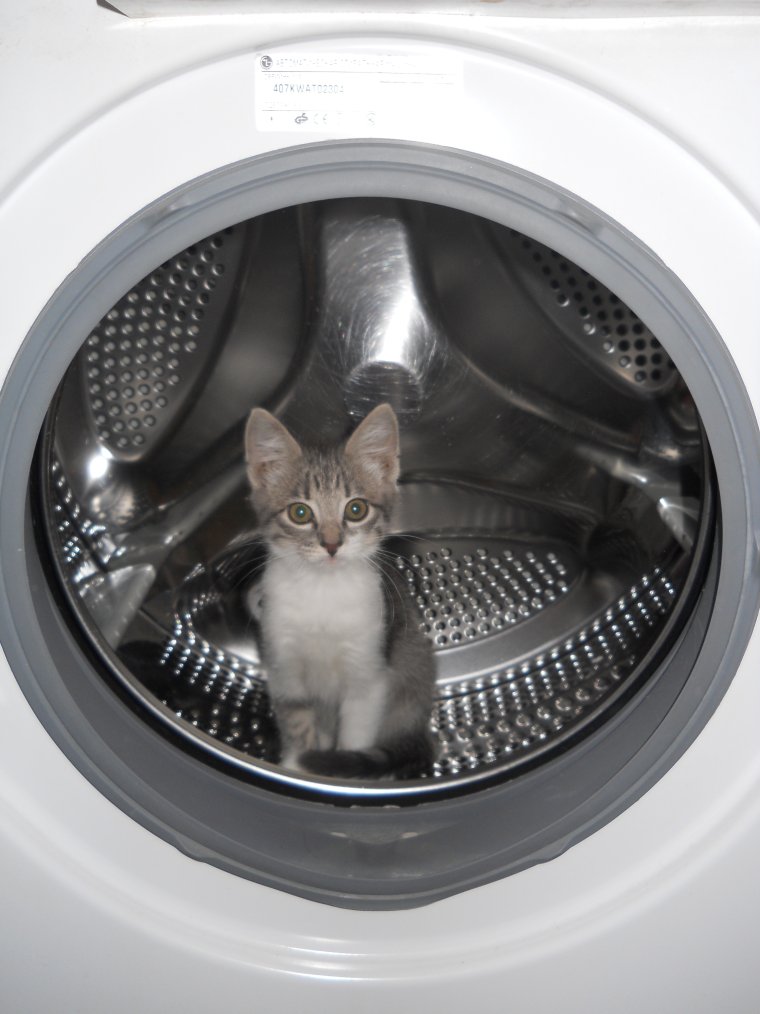 Кошка в стиракеульной маш