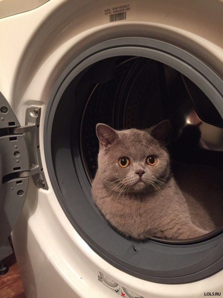 Котик в стиральной машине