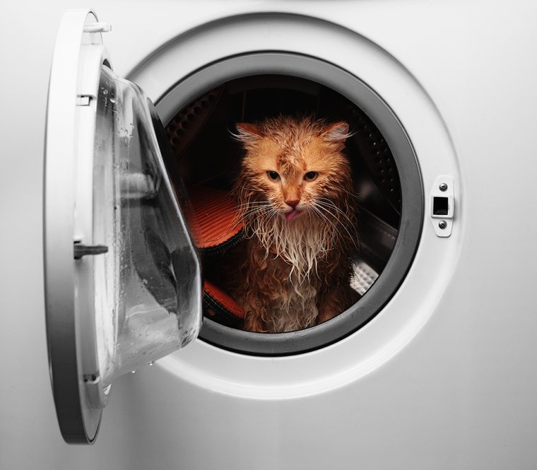 Кошка в стиральной машине