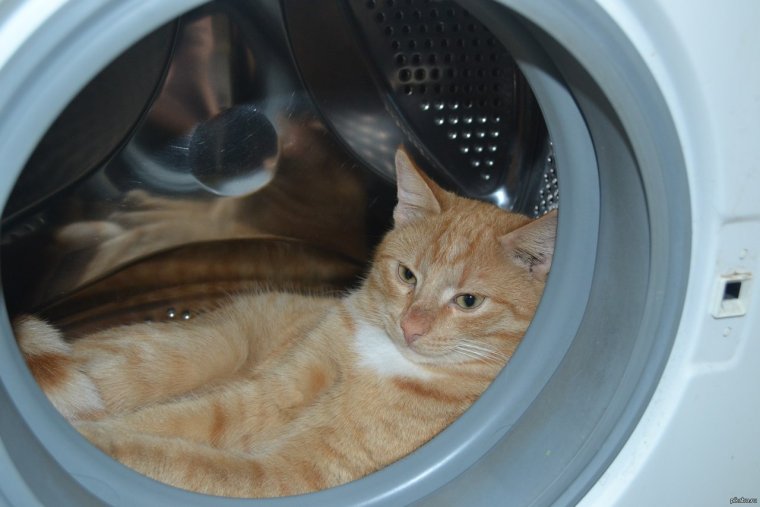 Кот в стиральной машине юмор