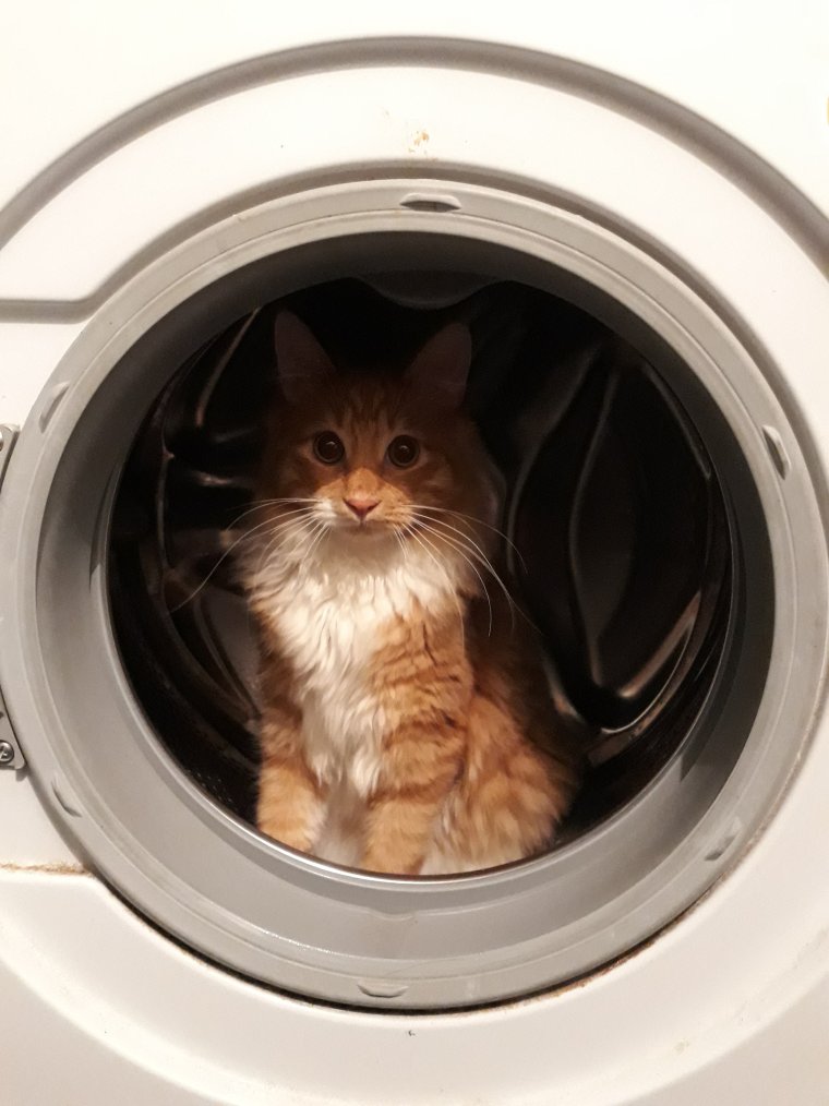 Котенка постирали в стиральной машине