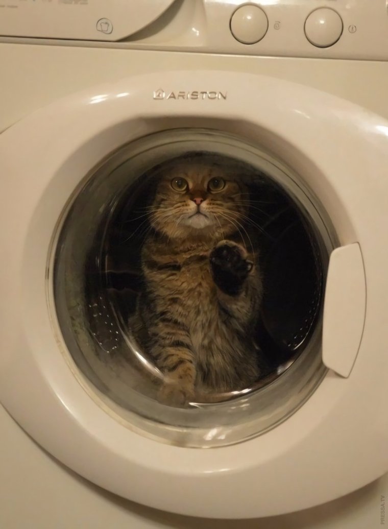 Кошка в стиральной машине