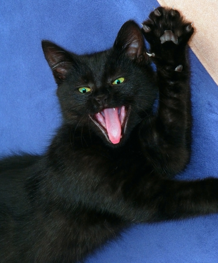 Смешные черные коты