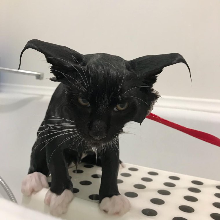 Бомбейская кошка