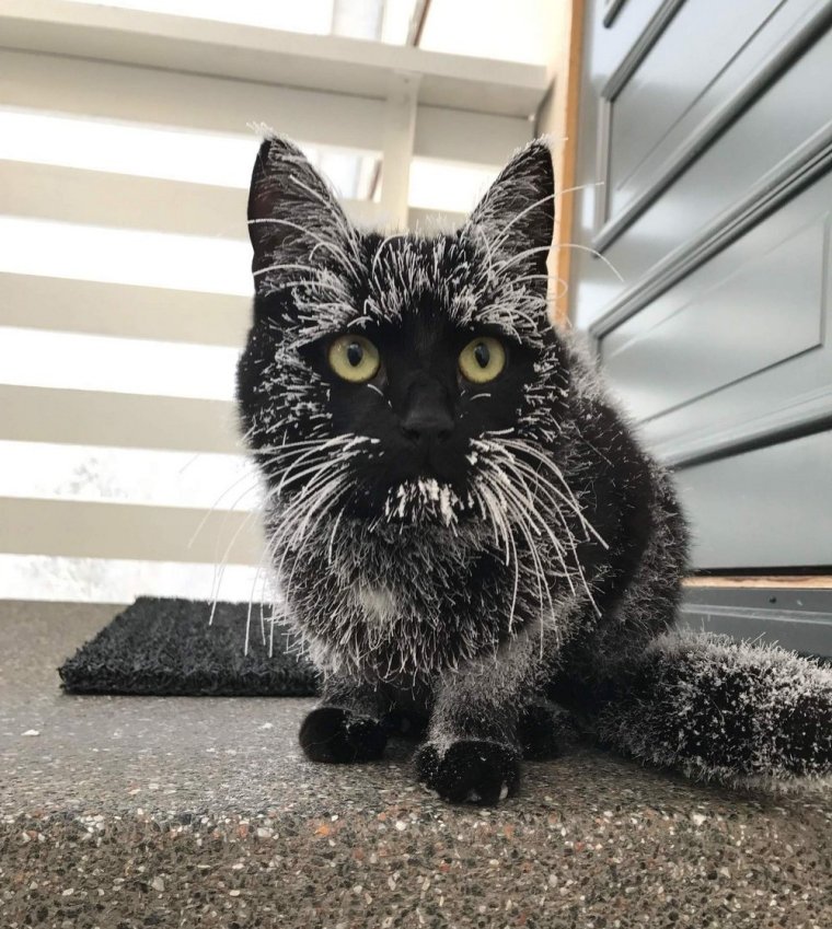 Смешные черные коты