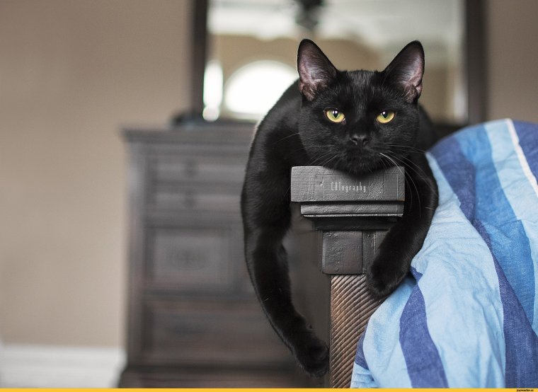 Смешной кот