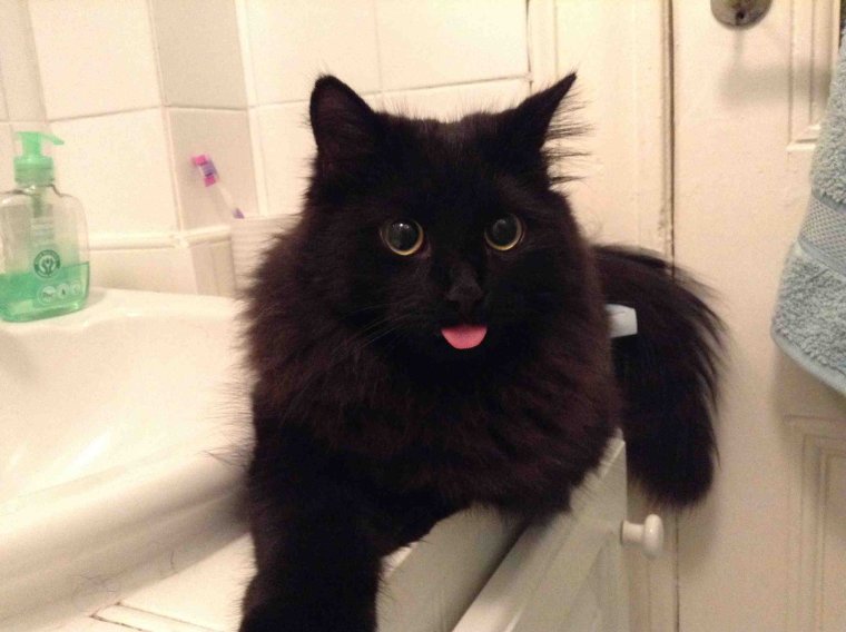 Черный кот с клыками